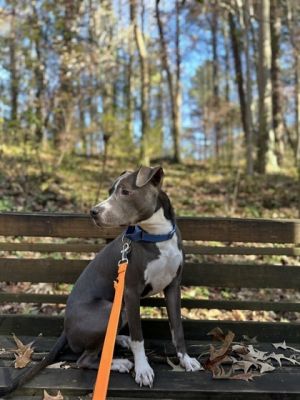 Meet Arturo This 1 year old 40 pound pittie mix is a fun loving and affectionate pup who is ready
