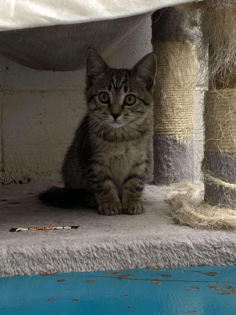 Berlioz, an adoptable Domestic Short Hair in Eufaula, AL, 36027 | Photo Image 1