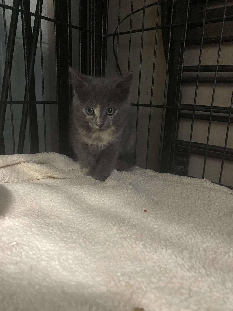Marie, an adoptable Domestic Short Hair in Eufaula, AL, 36027 | Photo Image 1