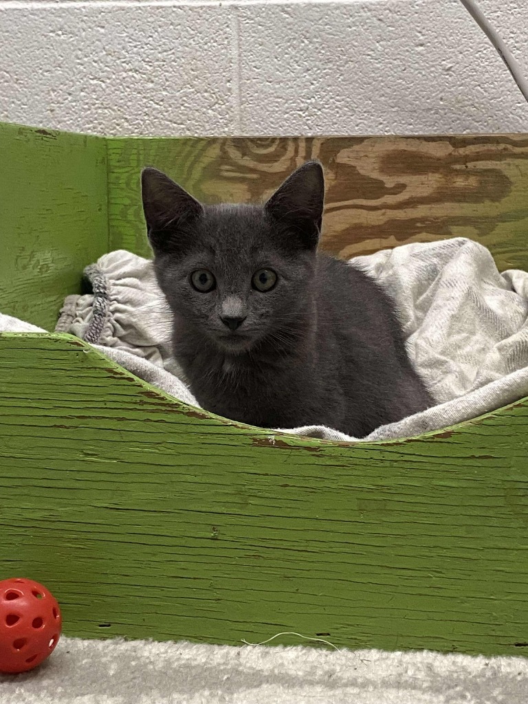 Toulouse, an adoptable Domestic Short Hair in Eufaula, AL, 36027 | Photo Image 1