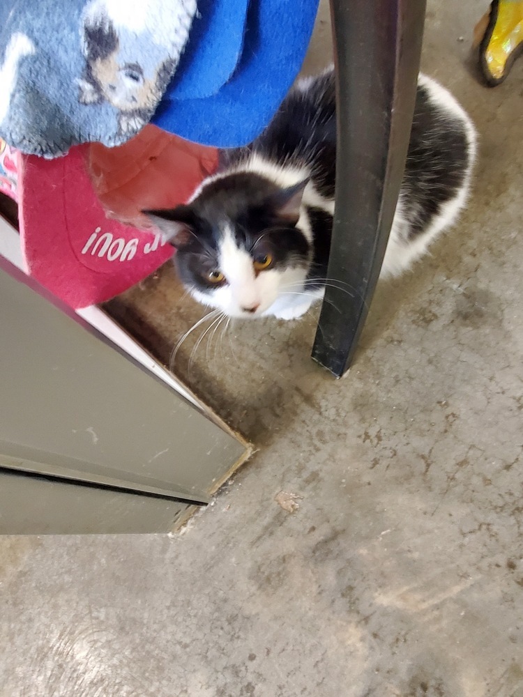 Cayce, an adoptable Domestic Long Hair, Extra-Toes Cat / Hemingway Polydactyl in Bartlesville, OK, 74006 | Photo Image 2