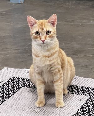 Cornbread, Young Male unknown