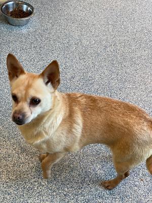 Taffy, Adult Female unknown