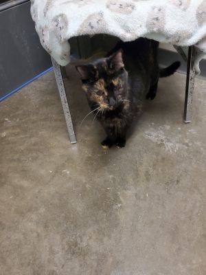 Missey, Senior Female unknown
