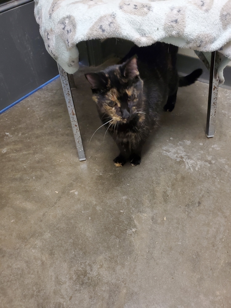 Missey, an adoptable American Shorthair, Domestic Short Hair in Bartlesville, OK, 74006 | Photo Image 2