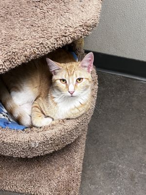 Cheddar