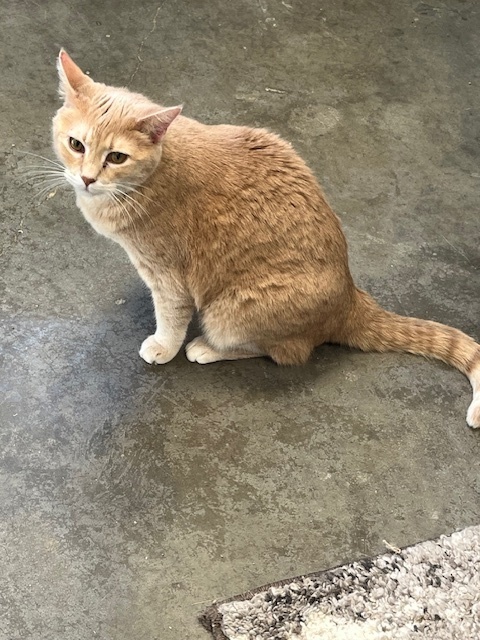 Tango, an adoptable American Shorthair in Bartlesville, OK, 74006 | Photo Image 1