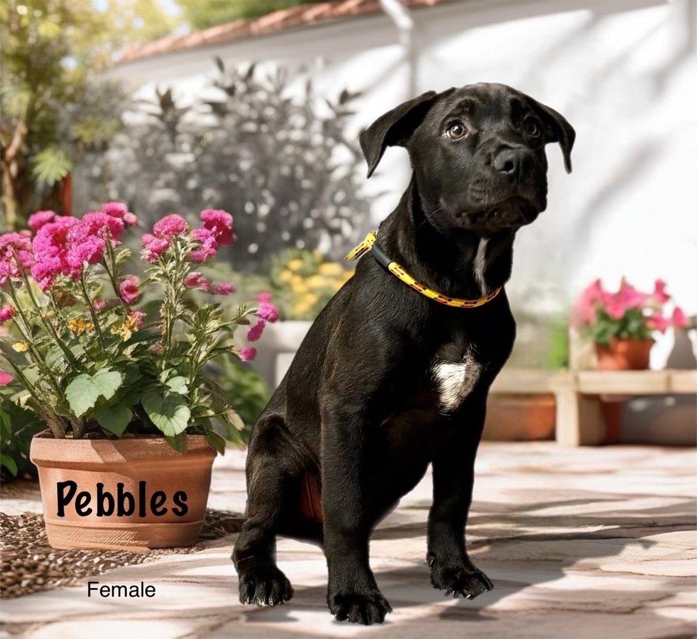 Pebbles