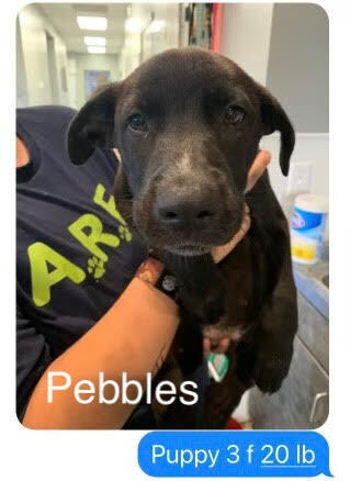 Pebbles