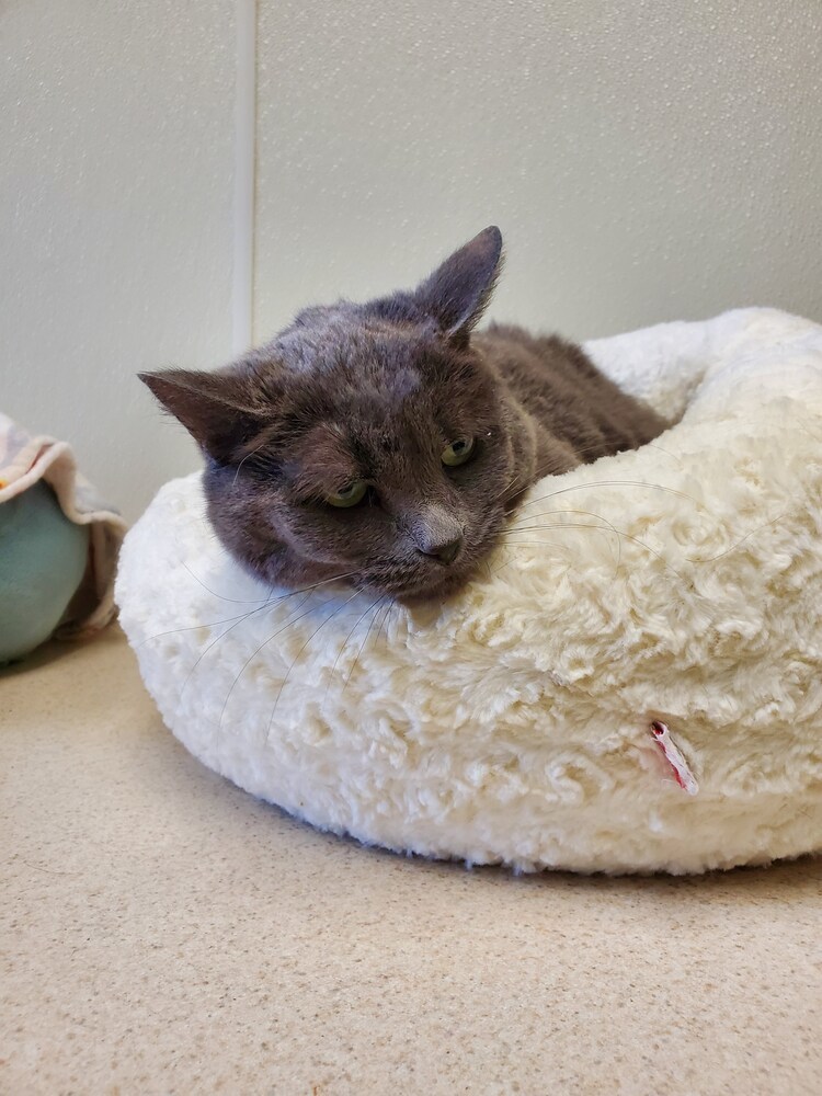 Ariana, an adoptable American Shorthair, Russian Blue in Bartlesville, OK, 74006 | Photo Image 1