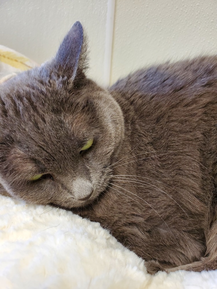 Ariana, an adoptable American Shorthair, Russian Blue in Bartlesville, OK, 74006 | Photo Image 2