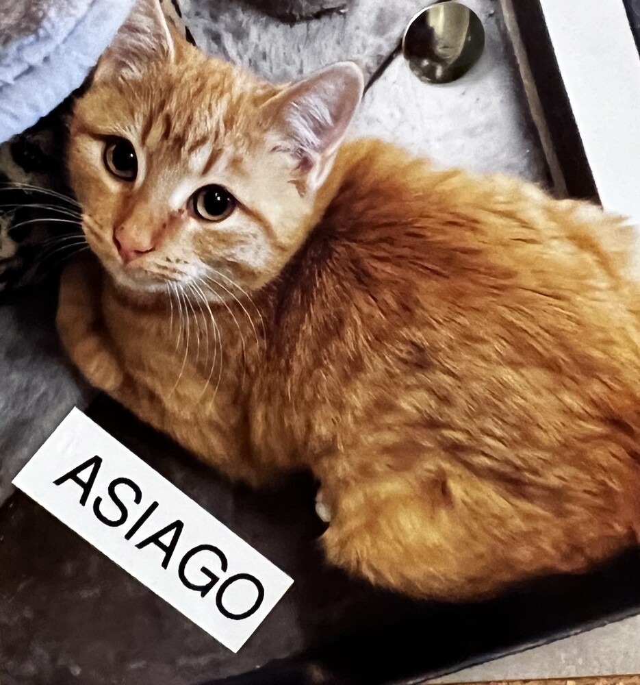 Asiago