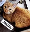 Asiago photo 3