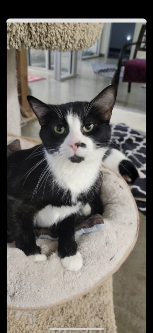 Jett, Adult Female unknown