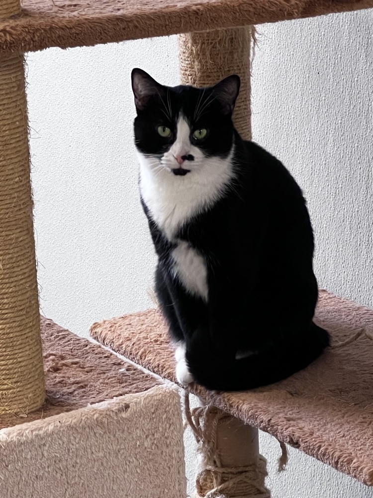 Jett