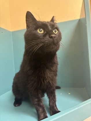 Kit Kit, an adoptable Domestic Short Hair in Pendleton, OR, 97801 | Photo Image 1