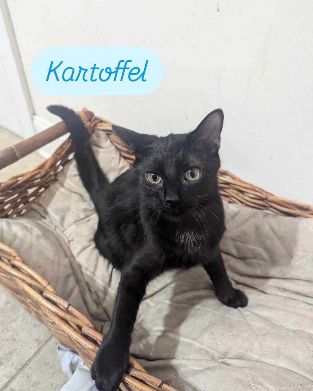 Kartoffel