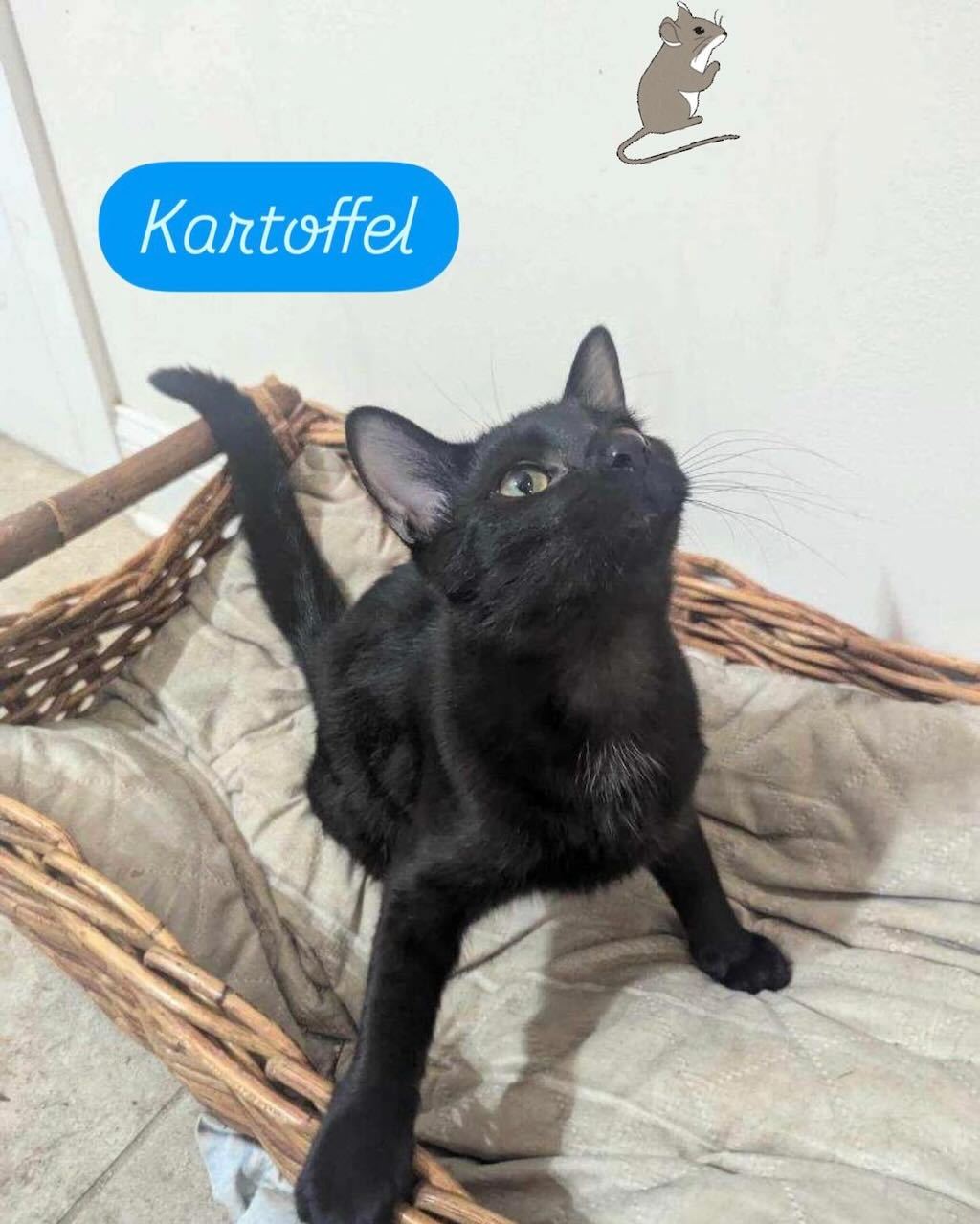 Kartoffel