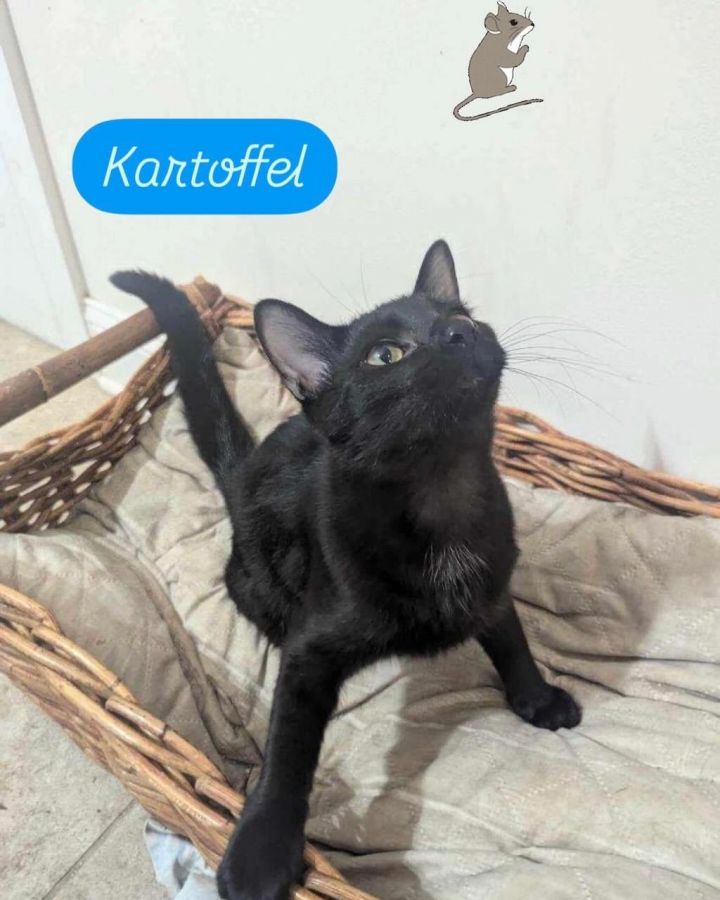 Kartoffel 2