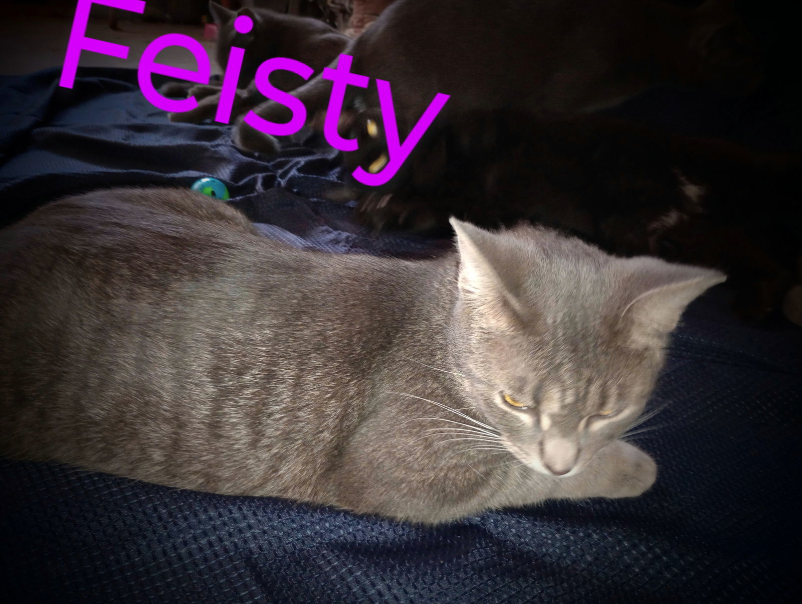 zz "Feisty" courtesy post