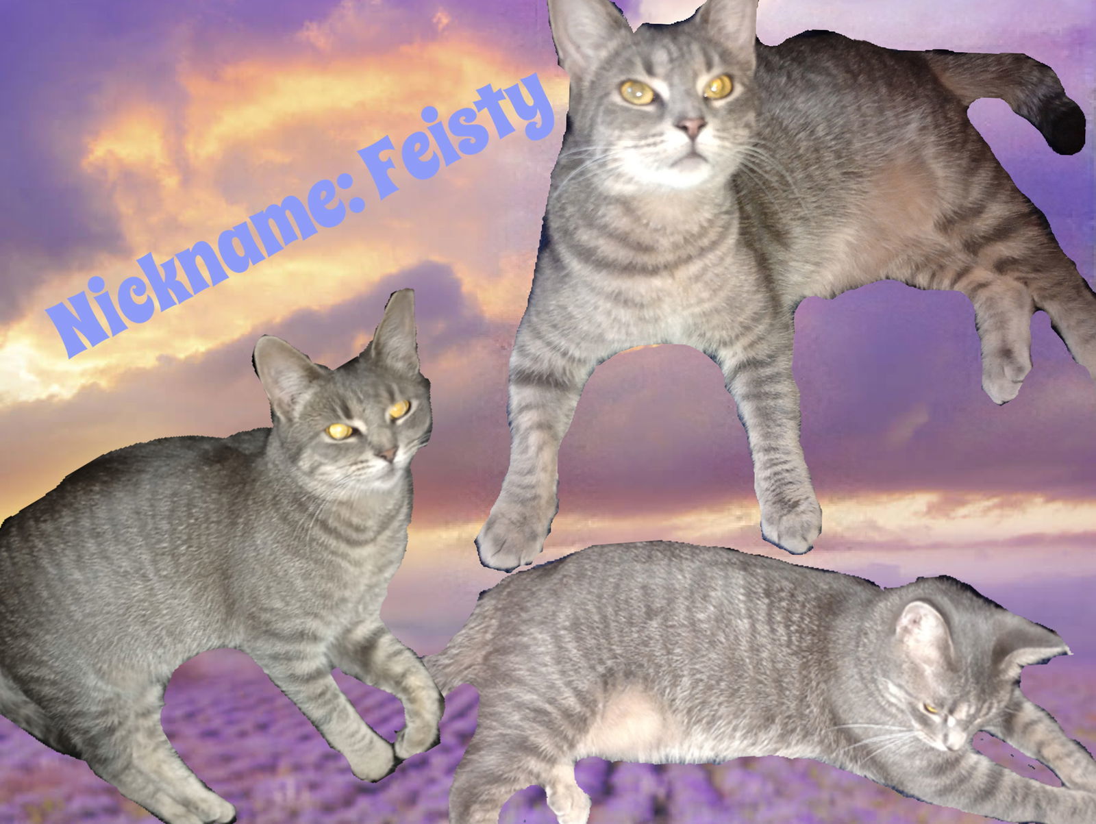 zz "Feisty" courtesy post