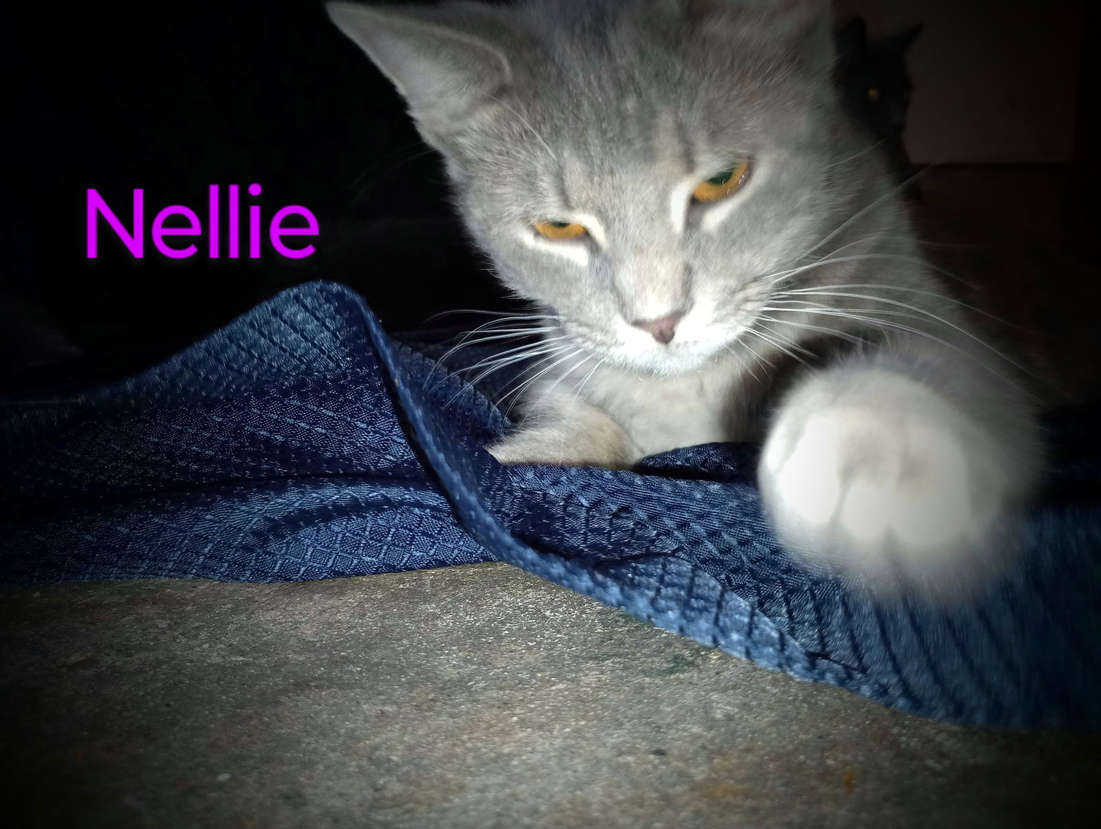 zz "Nellie" courtesy post