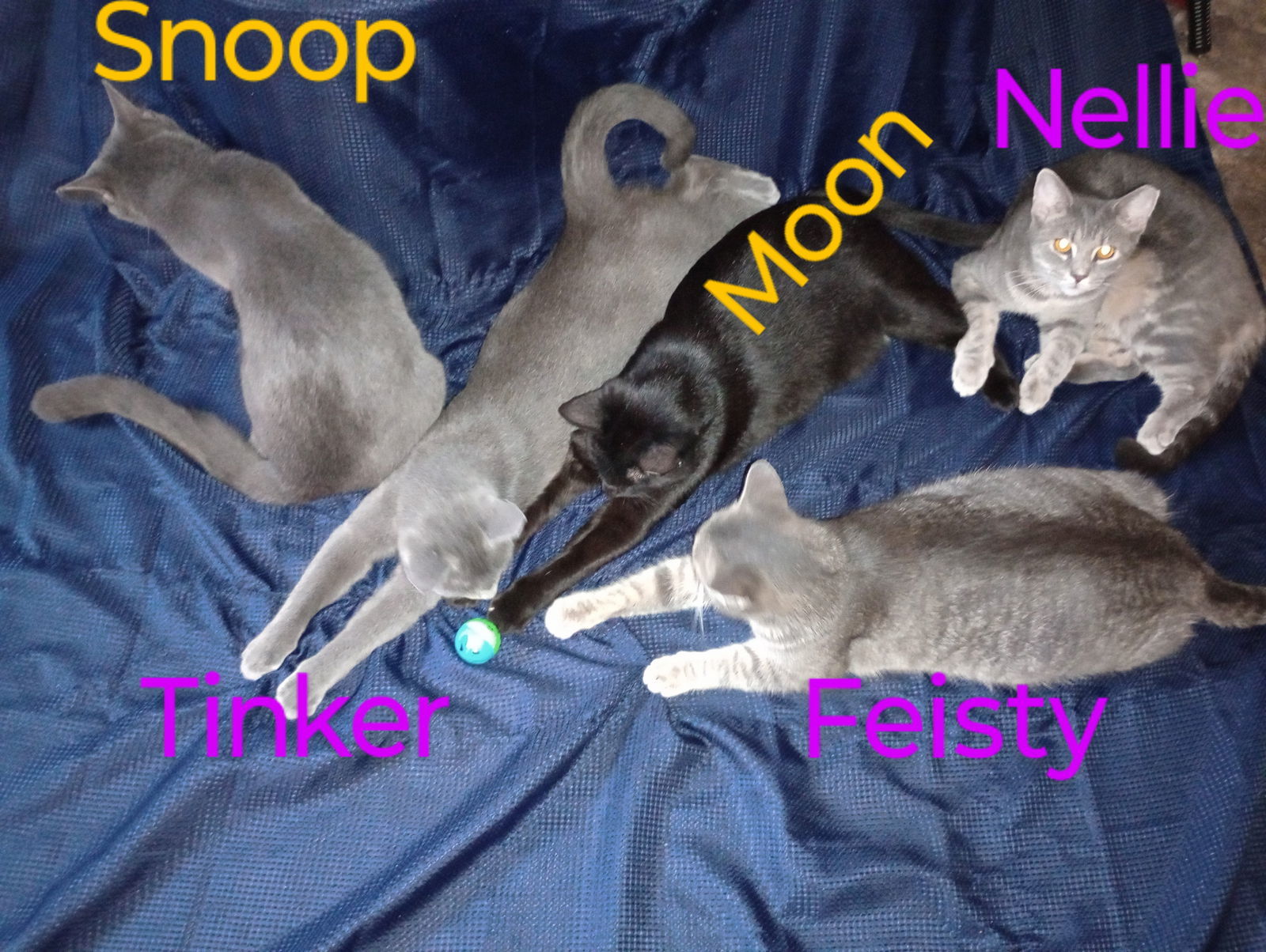 zz "Nellie" courtesy post