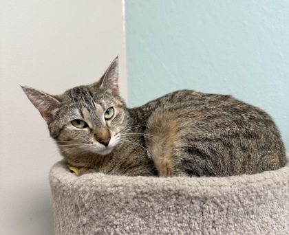 Iris, an adoptable Domestic Short Hair in Neenah, WI, 54956 | Photo Image 1