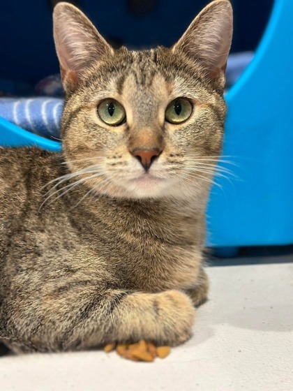 Iris, an adoptable Domestic Short Hair in Neenah, WI, 54956 | Photo Image 1