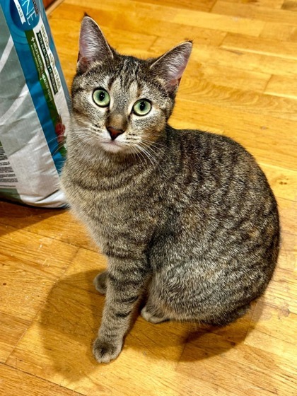 Iris, an adoptable Domestic Short Hair in Neenah, WI, 54956 | Photo Image 2