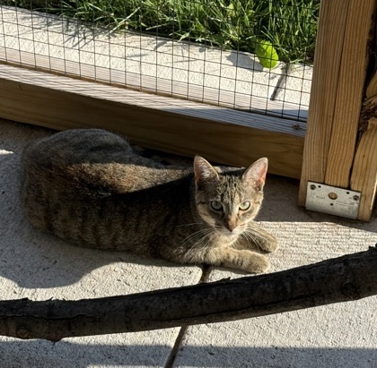 Iris, an adoptable Domestic Short Hair in Neenah, WI, 54956 | Photo Image 2