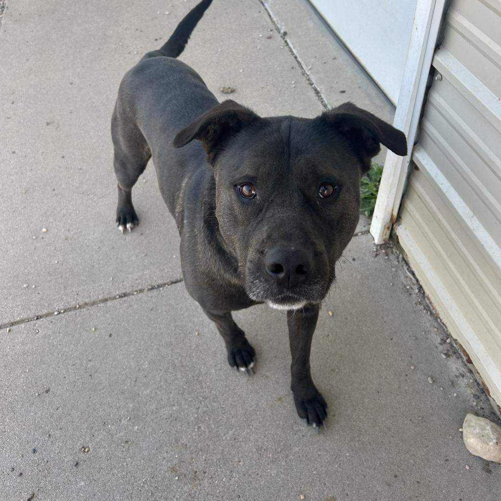 Lewis (Lewy), an adoptable Black Labrador Retriever, Shepherd in Detroit Lakes, MN, 56501 | Photo Image 3