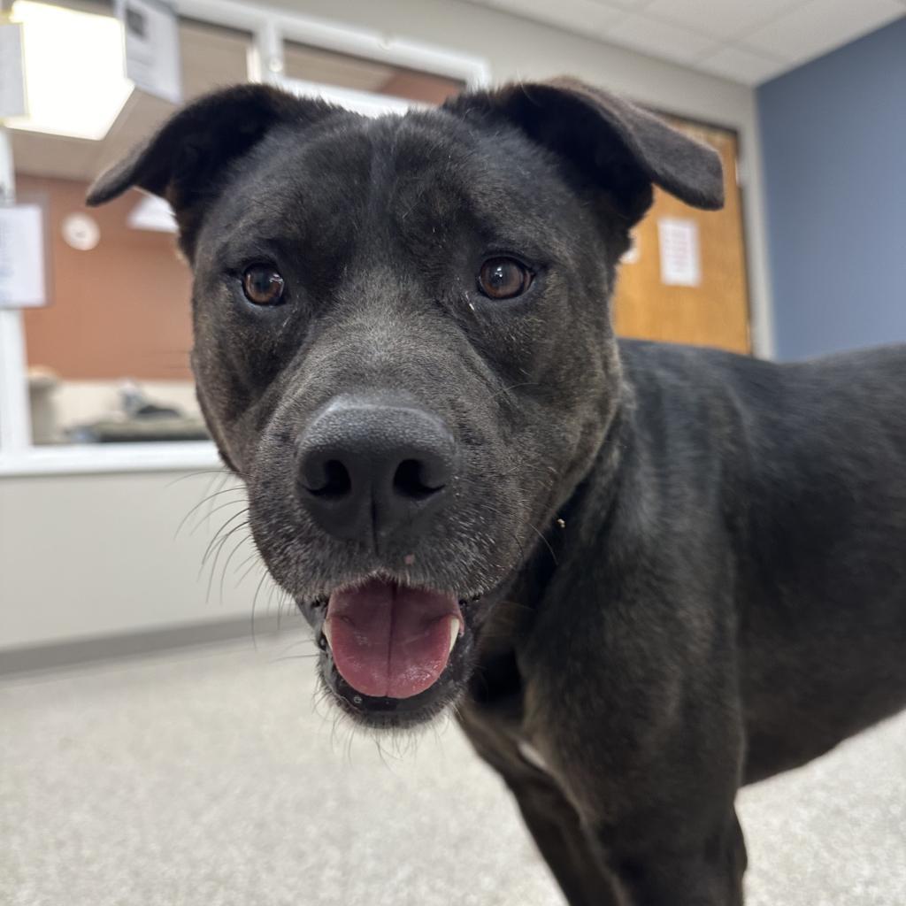 Lewis (Lewy), an adoptable Black Labrador Retriever, Shepherd in Detroit Lakes, MN, 56501 | Photo Image 4