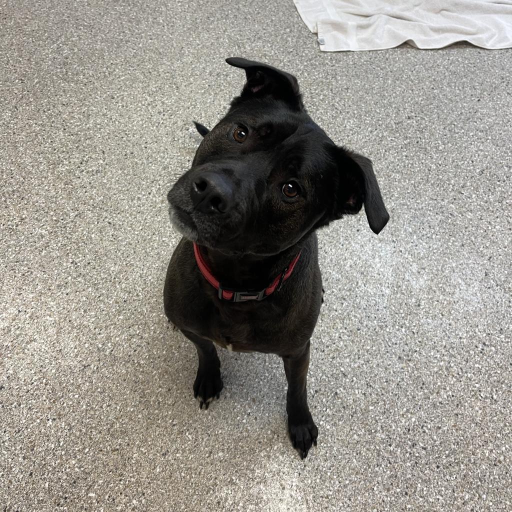 Lewis (Lewy), an adoptable Black Labrador Retriever, Shepherd in Detroit Lakes, MN, 56501 | Photo Image 5