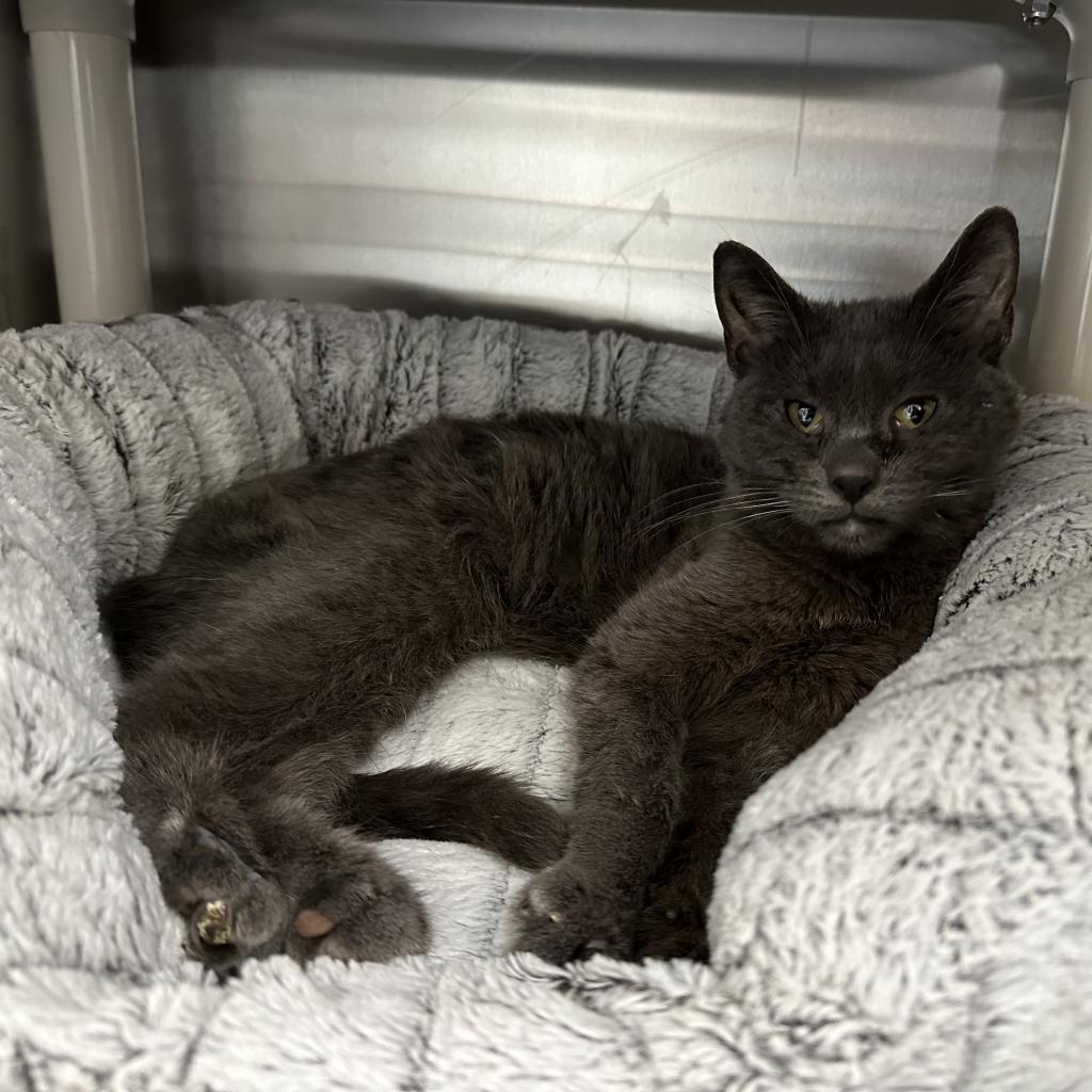 Chartreuse, an adoptable Domestic Short Hair in Detroit Lakes, MN, 56501 | Photo Image 1