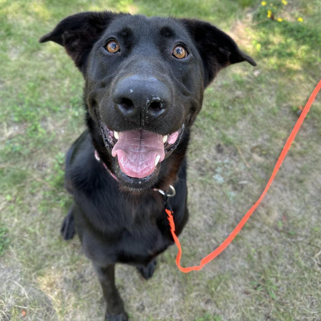 Berta, an adoptable Labrador Retriever, German Shepherd Dog in Detroit Lakes, MN, 56501 | Photo Image 2