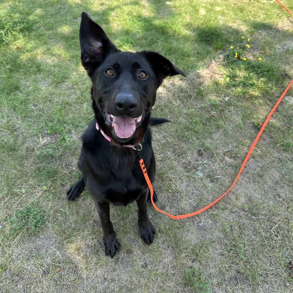 Berta, an adoptable Labrador Retriever, German Shepherd Dog in Detroit Lakes, MN, 56501 | Photo Image 3
