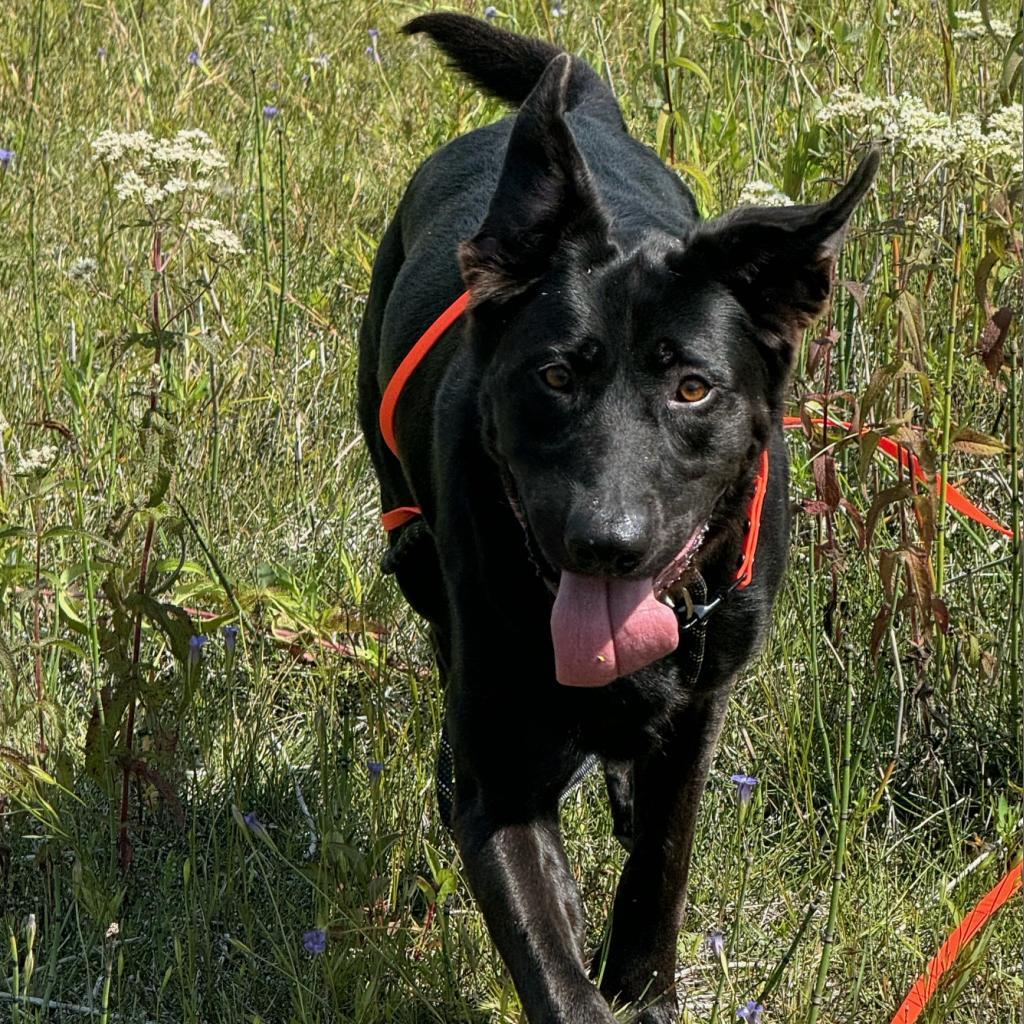 Berta, an adoptable Labrador Retriever, German Shepherd Dog in Detroit Lakes, MN, 56501 | Photo Image 4