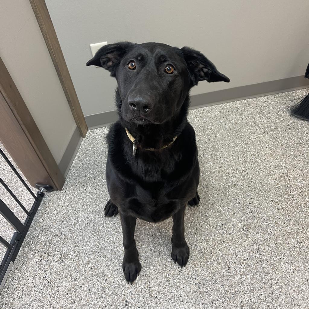 Berta, an adoptable Labrador Retriever, German Shepherd Dog in Detroit Lakes, MN, 56501 | Photo Image 6