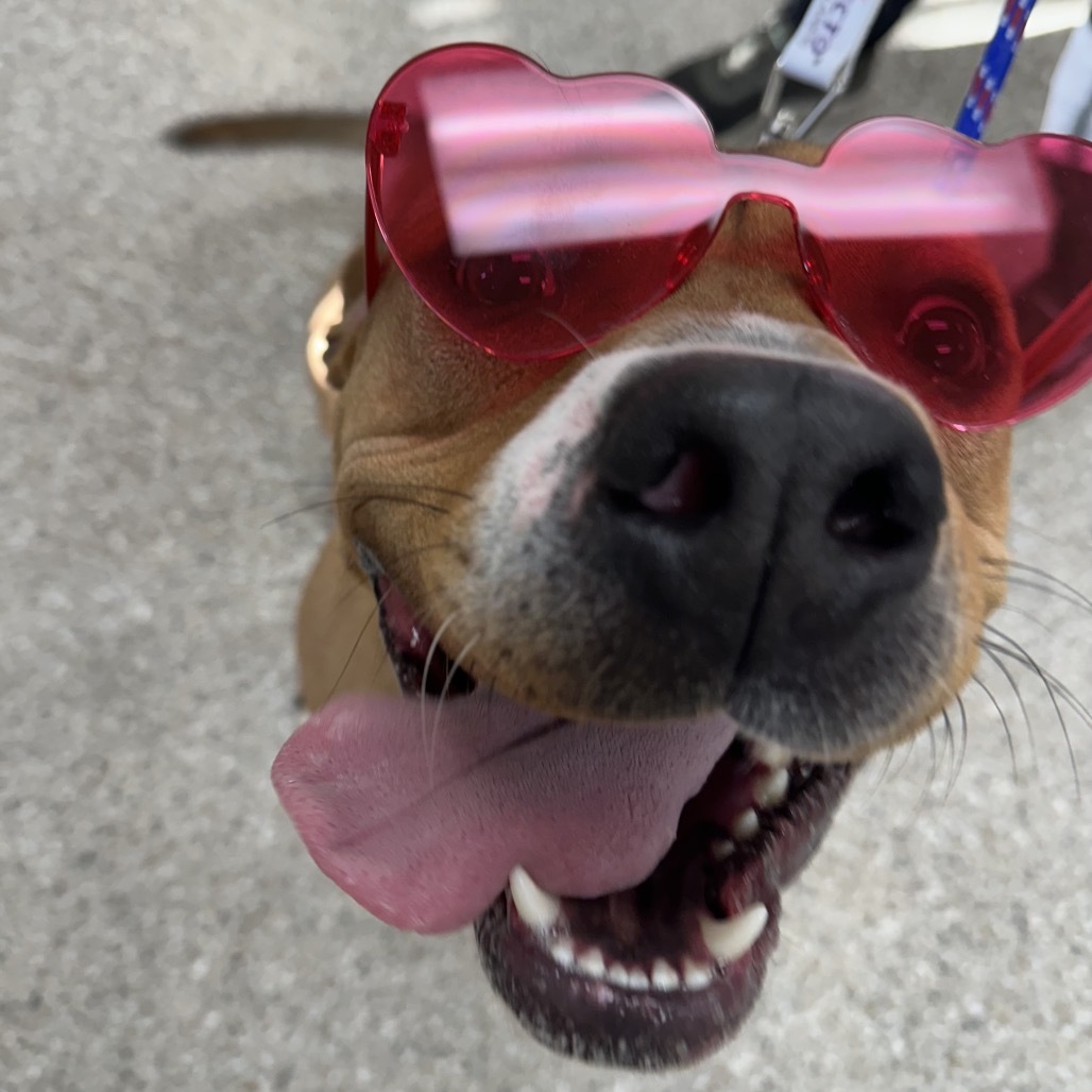 Chorizo, an adoptable Mixed Breed in Detroit Lakes, MN, 56501 | Photo Image 1