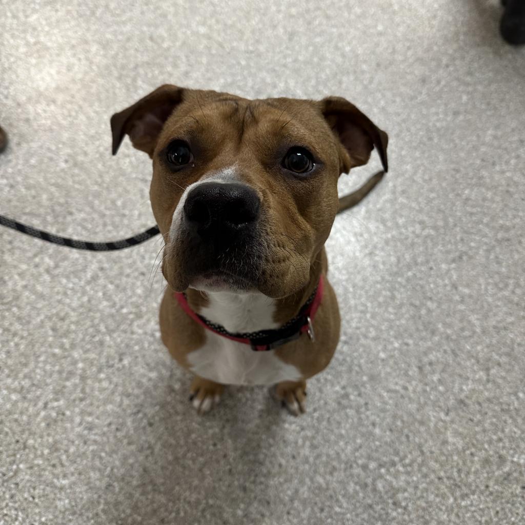 Chorizo, an adoptable Mixed Breed in Detroit Lakes, MN, 56501 | Photo Image 2