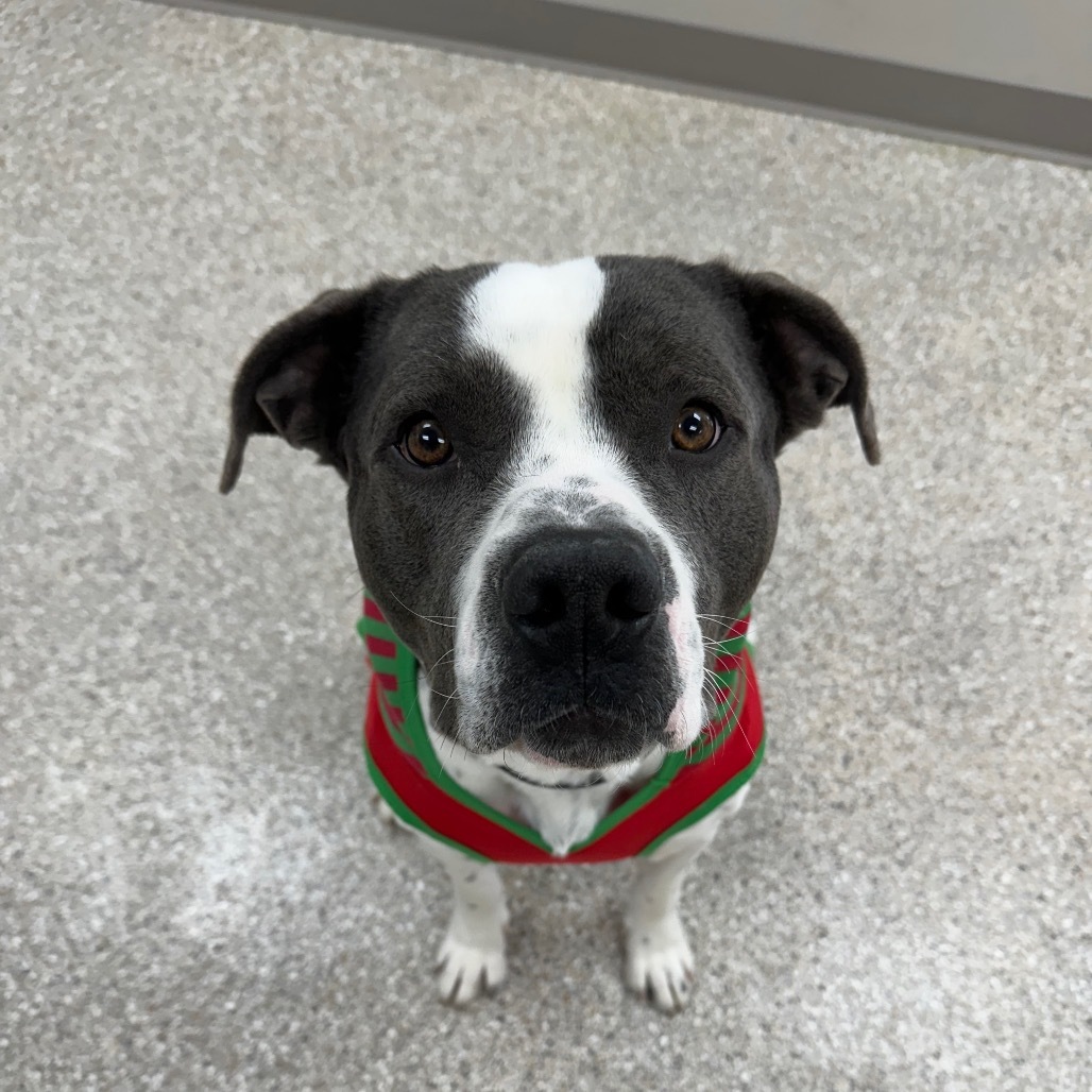 Brick, an adoptable American Staffordshire Terrier in Detroit Lakes, MN, 56501 | Photo Image 1
