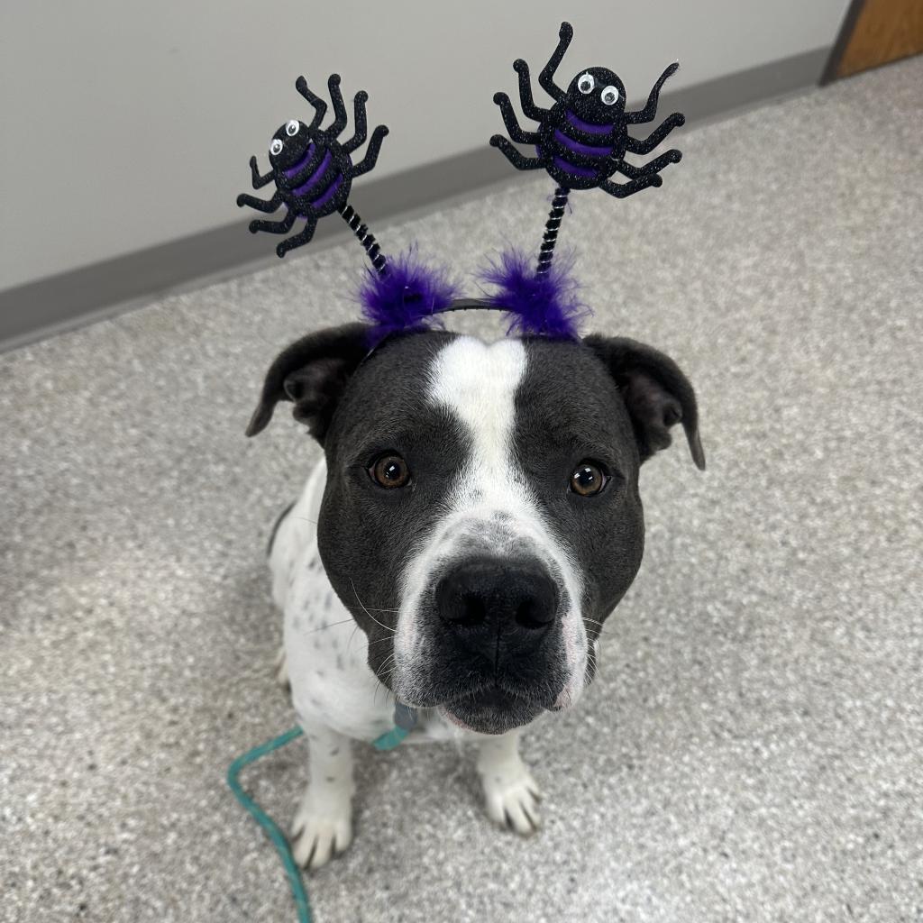 Brick, an adoptable American Staffordshire Terrier in Detroit Lakes, MN, 56501 | Photo Image 2