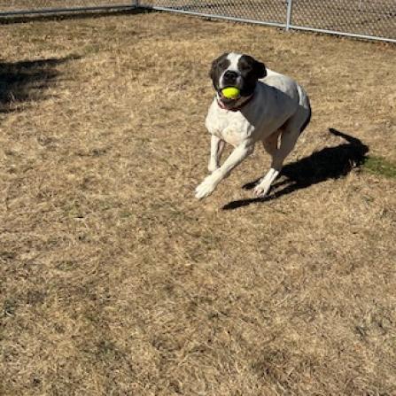 Brick, an adoptable American Staffordshire Terrier in Detroit Lakes, MN, 56501 | Photo Image 3