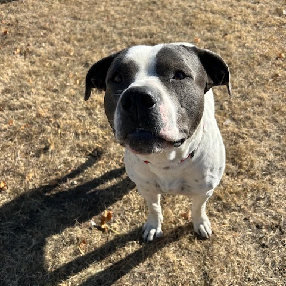 Brick, an adoptable American Staffordshire Terrier in Detroit Lakes, MN, 56501 | Photo Image 4