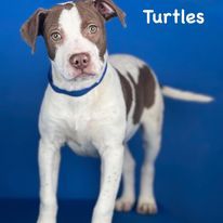 Turtles