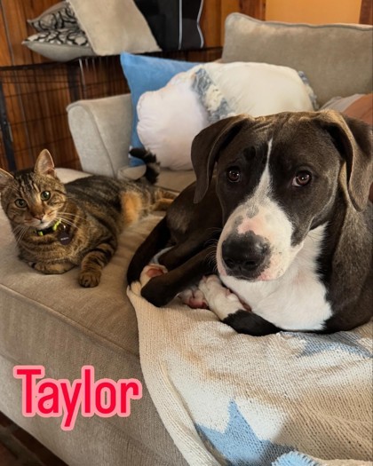 TAYLOR