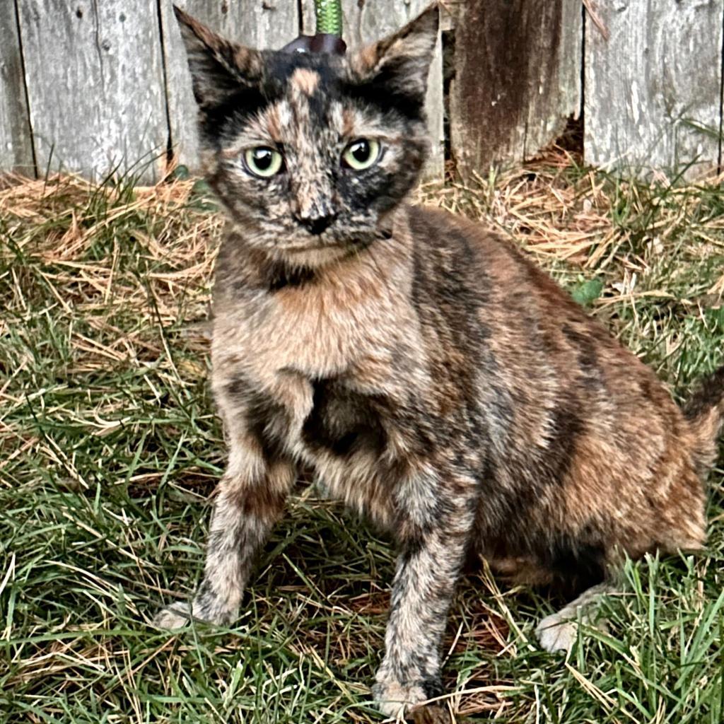 Octavia- $25 Adoption Fee!
