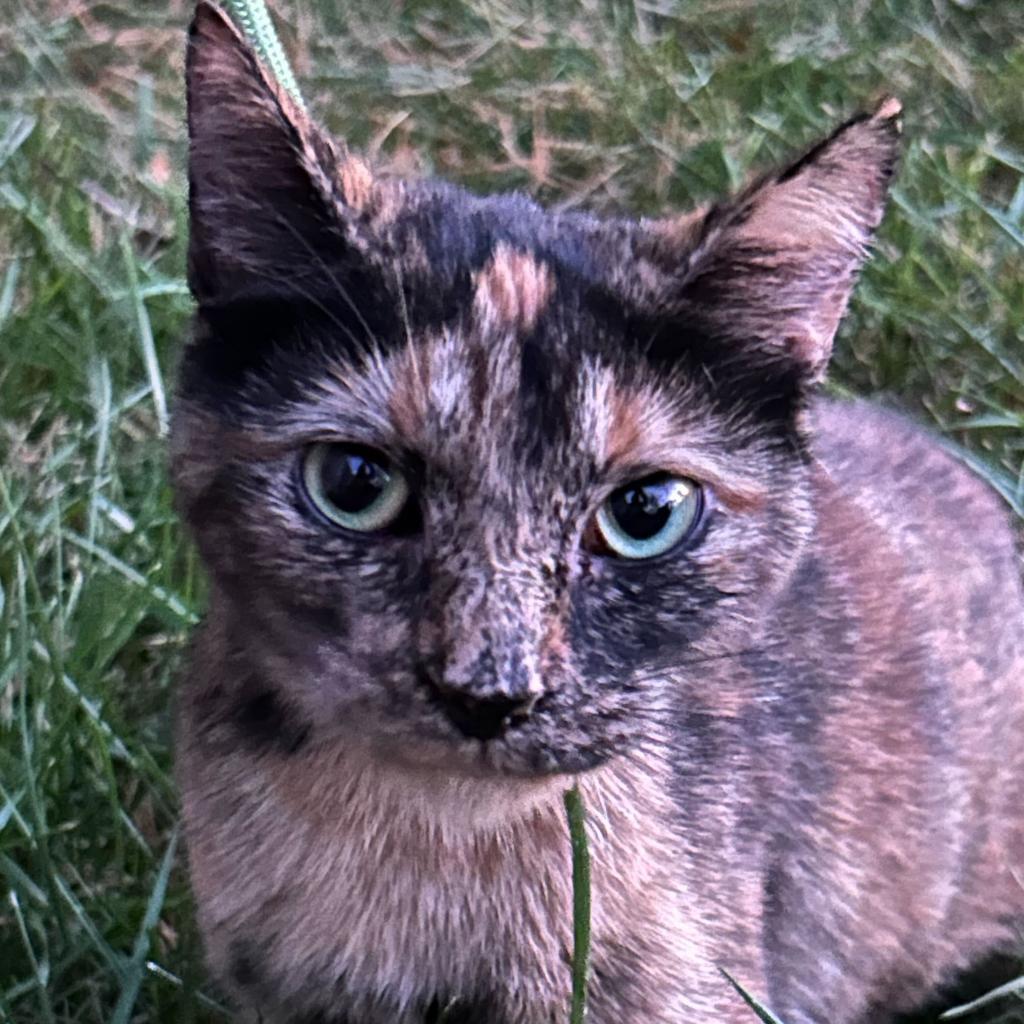 Octavia- $25 Adoption Fee!