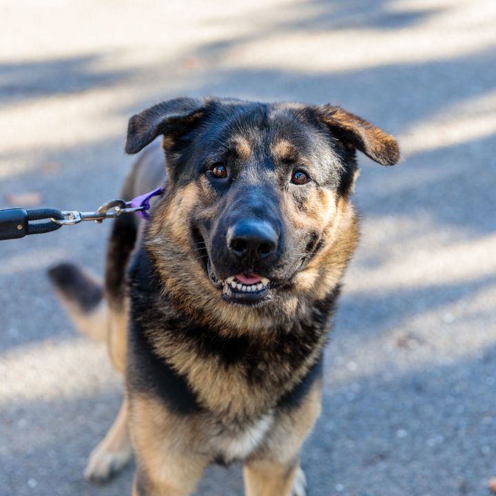 German shepherd fashion cross sausage dog